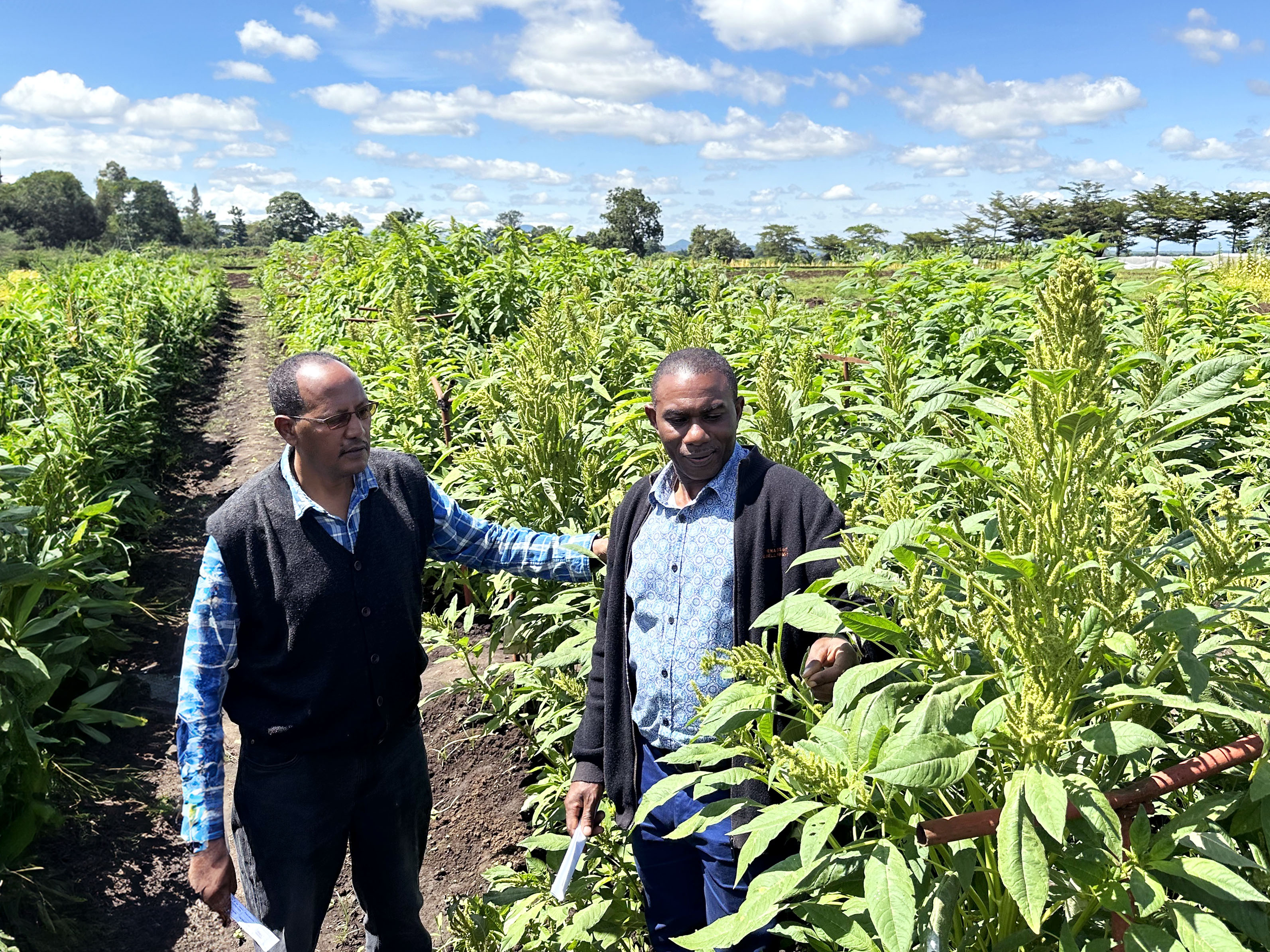 Department of Agronomy Collaborates with International Research Teams in Rescuing African Vegetable Germplasm