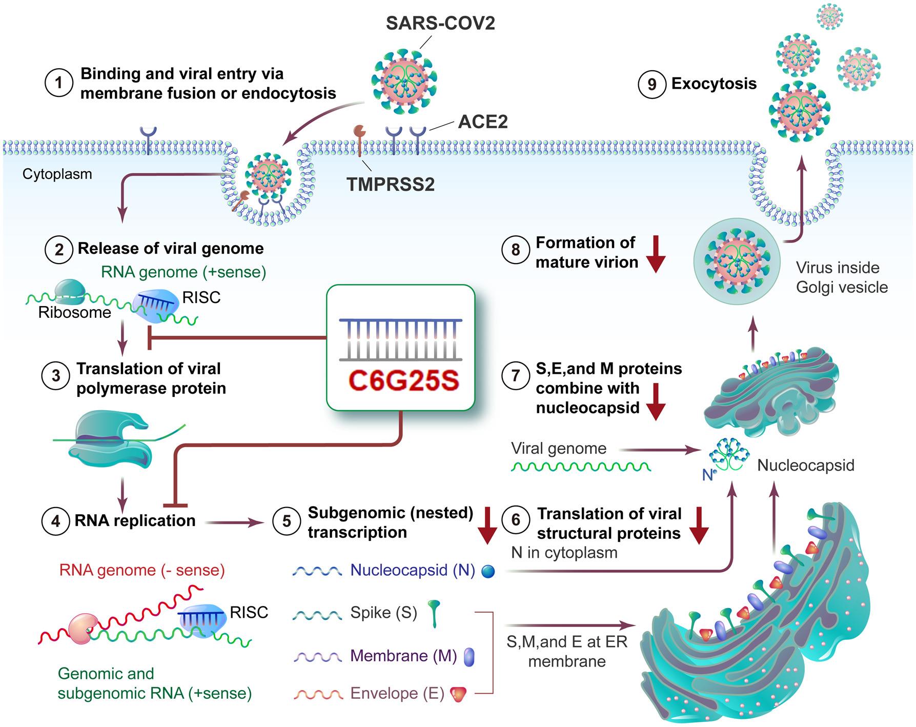 Success in Isolating First SARS-CoV-2 Virus Paved the Way for Vaccine Development in Taiwan