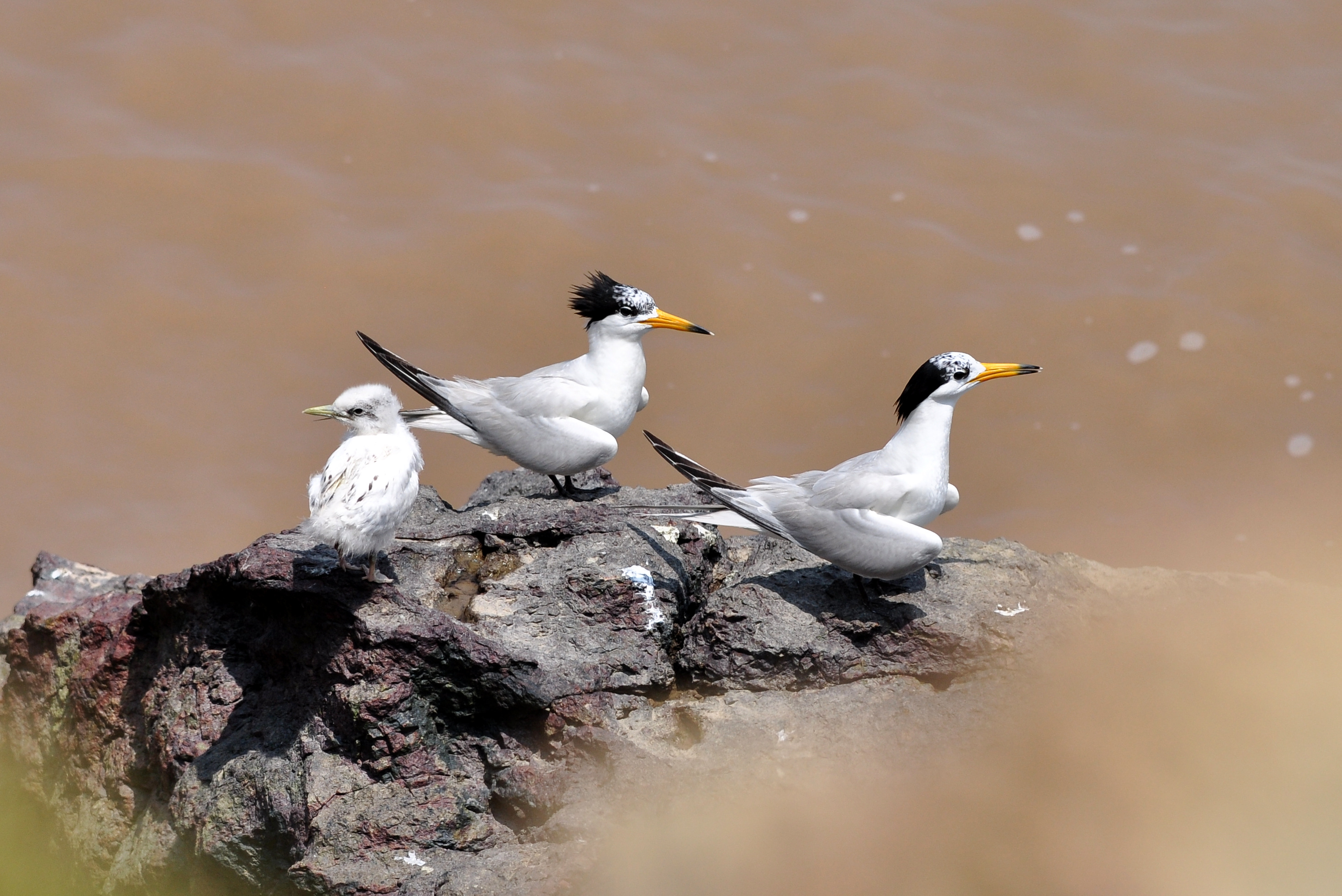 The 'Mythical Bird' Chinese Crested Tern Receives Worldwide Attention Thanks to National Taiwan University