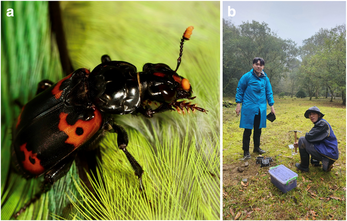 Climate Change and Ecosystem Shifts: What Burying Beetles Can Teach Us